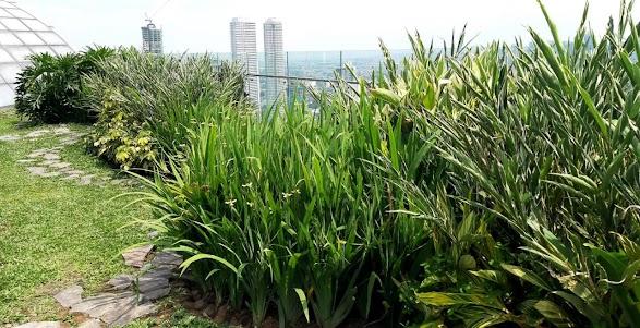 green roof