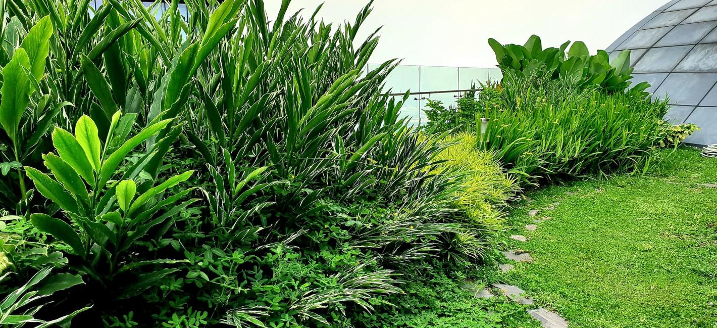 green roof banner