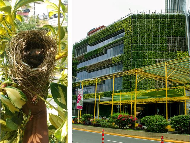 greenwall with birds nest